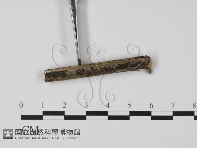 登錄號:F0000336藏品圖，第3張