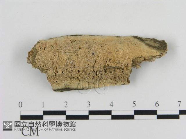 登錄號:F0010336藏品圖，第1張