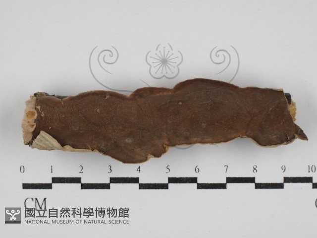 登錄號:F0030336藏品圖，第1張
