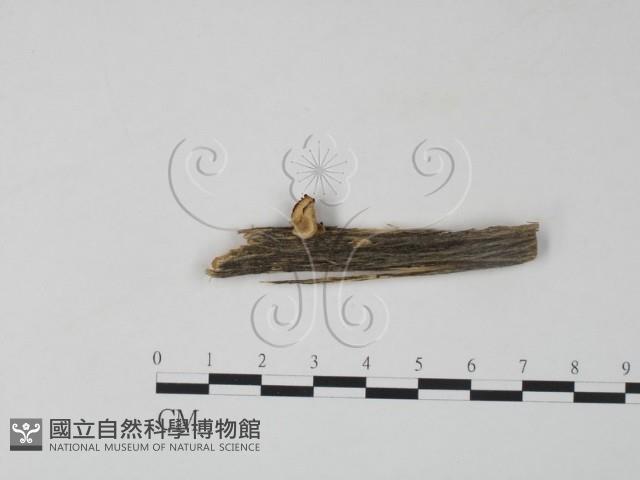 雲芝藏品圖，第1張