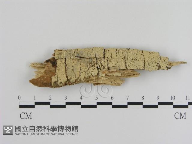 登錄號:F0001336藏品圖，第1張