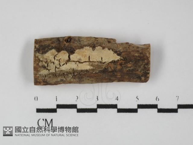 登錄號:F0031336藏品圖，第1張