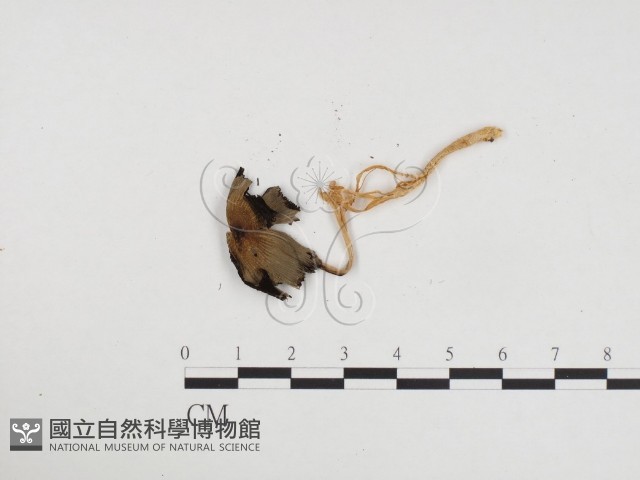 登錄號:F0024336藏品圖，第1張