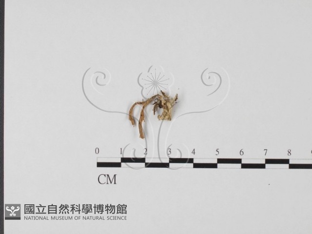 登錄號:F0014336藏品圖，第1張