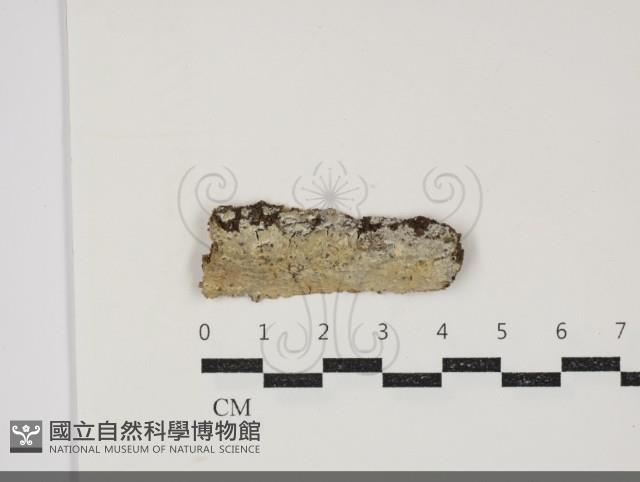 登錄號:F0034336藏品圖，第1張