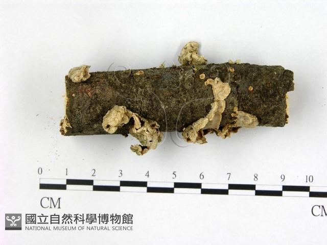 登錄號:F0022336藏品圖，第1張