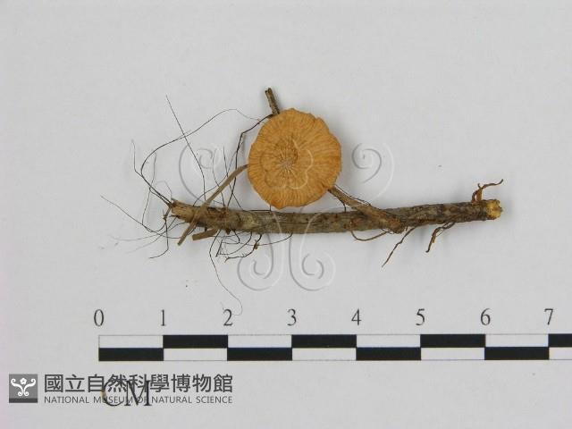 小皮傘屬藏品圖，第1張