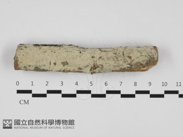 登錄號:F0032336藏品圖，第1張