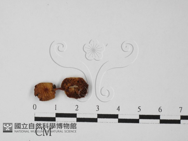登錄號:F0027336藏品圖，第1張
