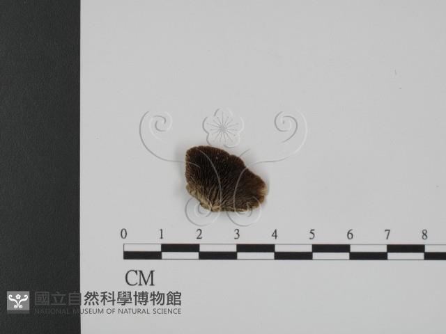 登錄號:F0007336藏品圖，第1張