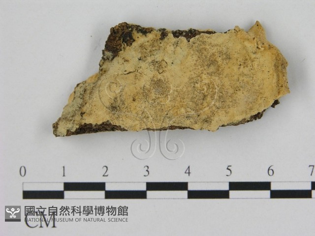 登錄號:F0005336藏品圖，第1張