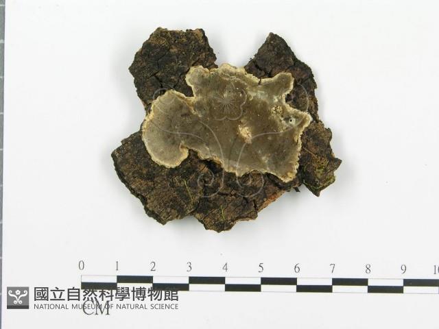 煙管菌藏品圖，第1張
