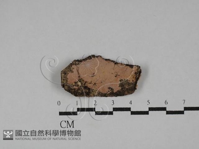 筍殼菌屬藏品圖，第1張