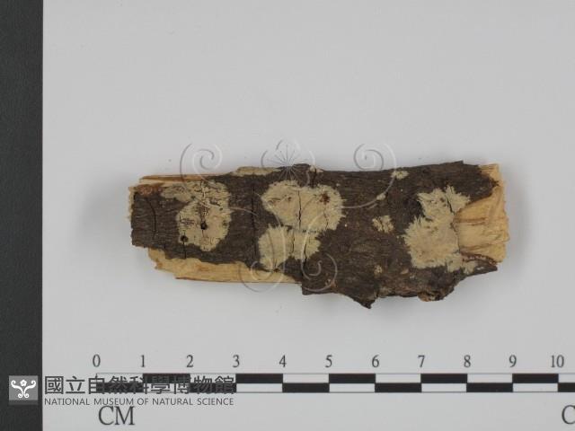 粗糙孢菌屬藏品圖，第1張