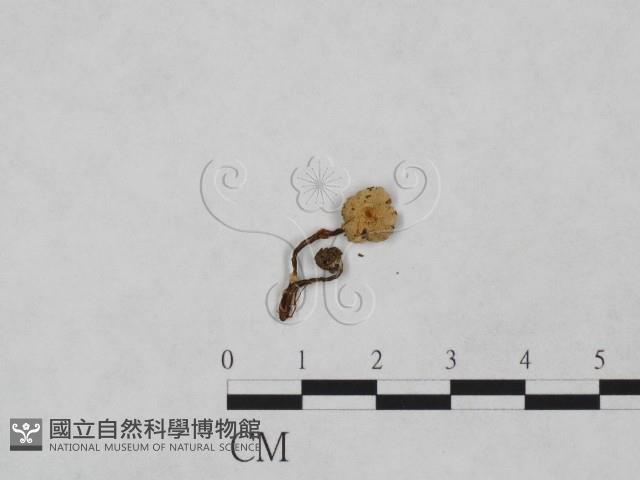 登錄號:F0023336藏品圖，第1張