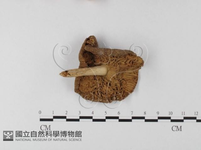 登錄號:F0003336藏品圖，第1張