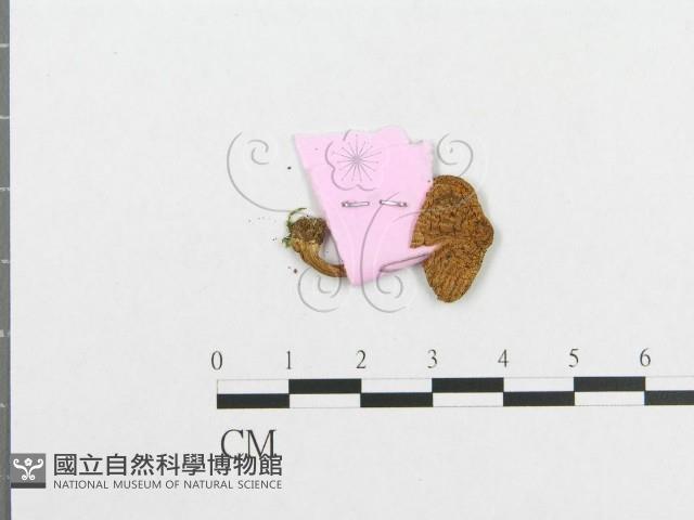 登錄號:F0013336藏品圖，第1張
