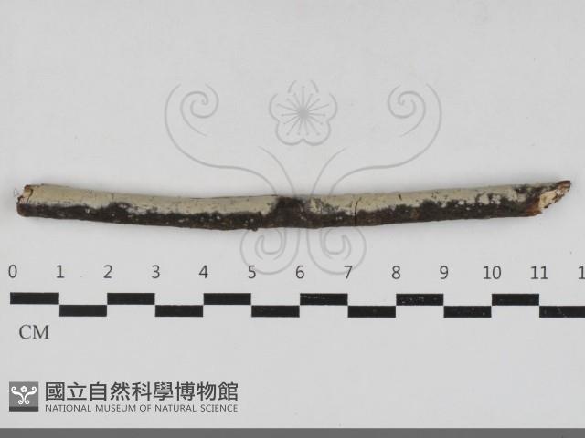 登錄號:F0033336藏品圖，第1張