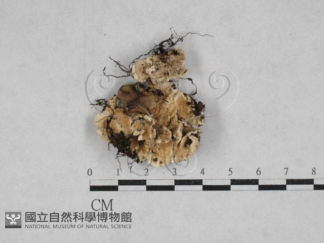 齒耳菌屬藏品圖，第1張