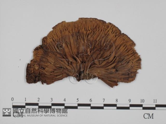 登錄號:F0008276藏品圖，第1張