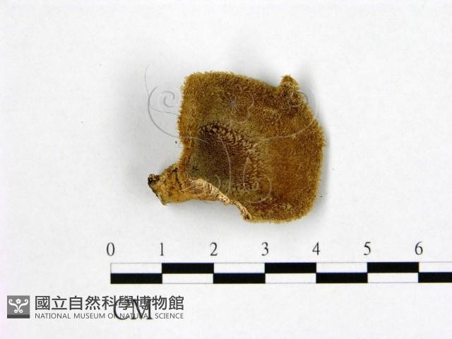 登錄號:F0020276藏品圖，第1張