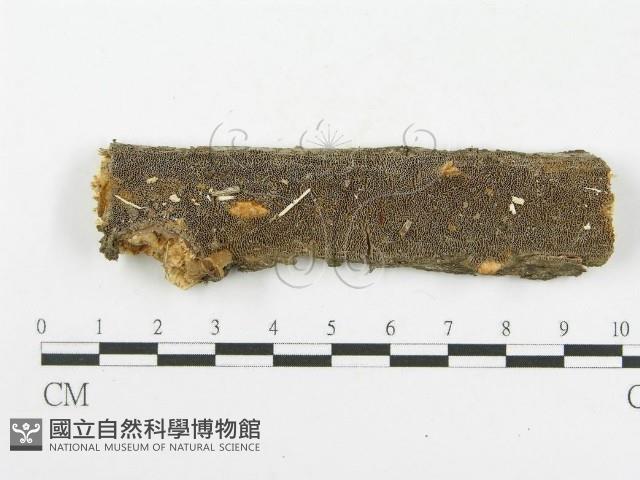 木層孔菌屬藏品圖，第1張