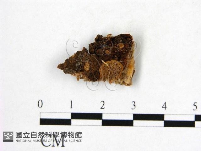 登錄號:F0006276藏品圖，第1張