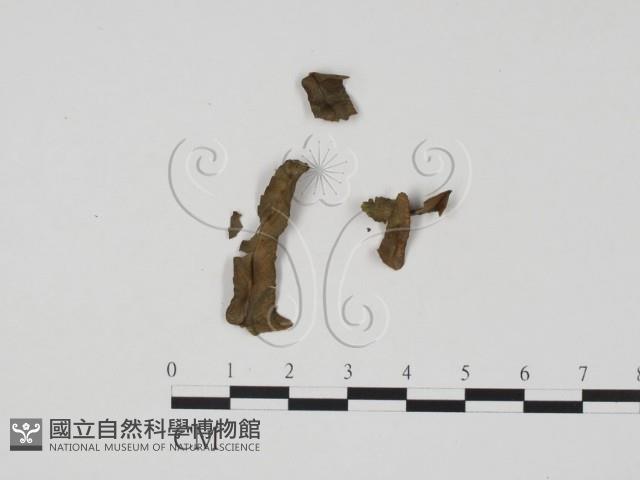 登錄號:F0021276藏品圖，第1張