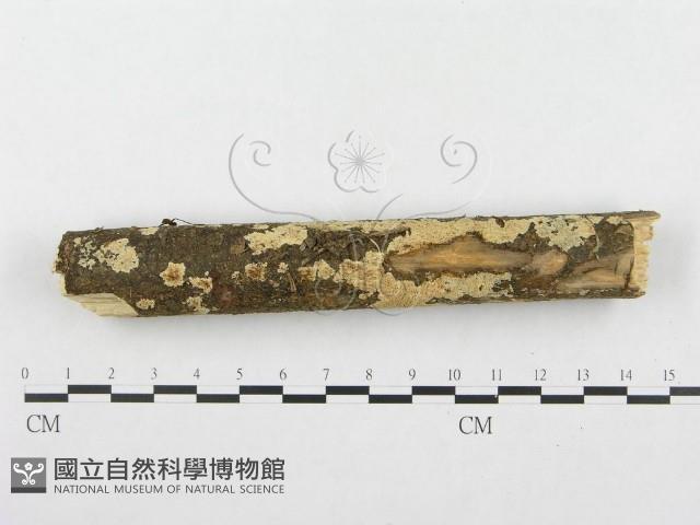 登錄號:F0001276藏品圖，第1張