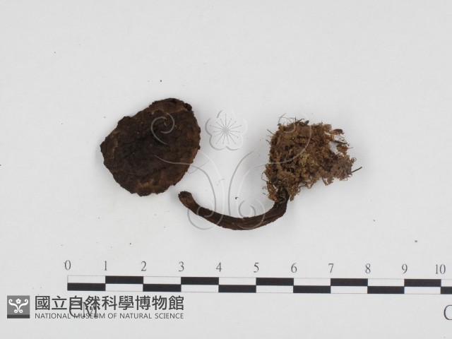 登錄號:F0024276藏品圖，第1張