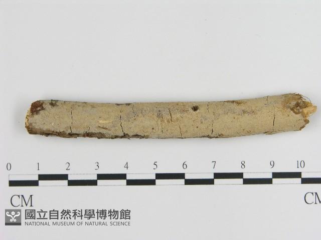 刺皮菌屬藏品圖，第1張