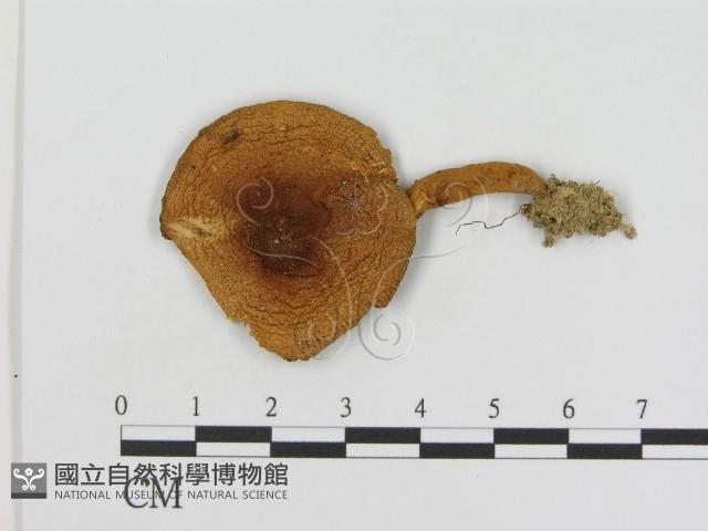 登錄號:F0014276藏品圖，第1張