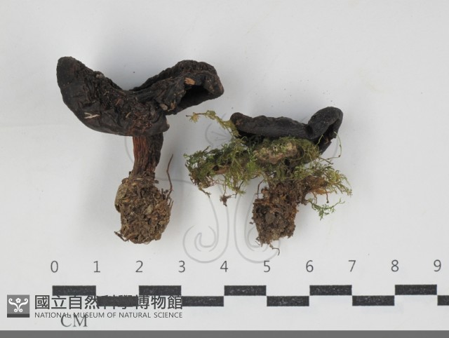 登錄號:F0034276藏品圖，第1張