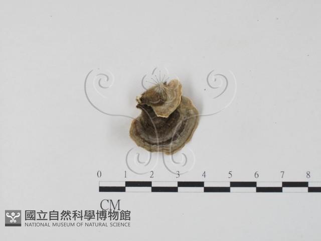 雲芝藏品圖，第1張