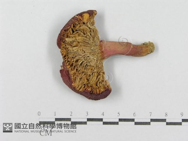 紅菇屬藏品圖，第1張