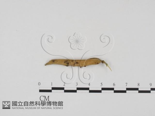 登錄號:F0012276藏品圖，第1張