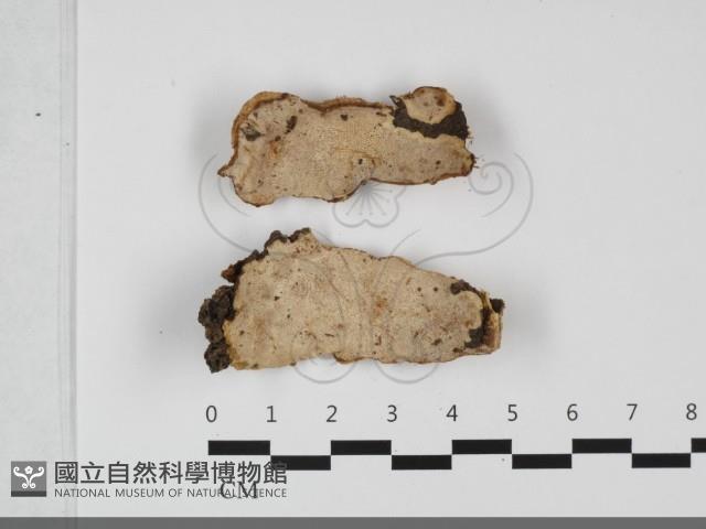 登錄號:F0032276藏品圖，第3張