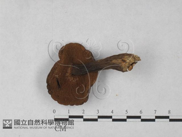 登錄號:F0027276藏品圖，第1張