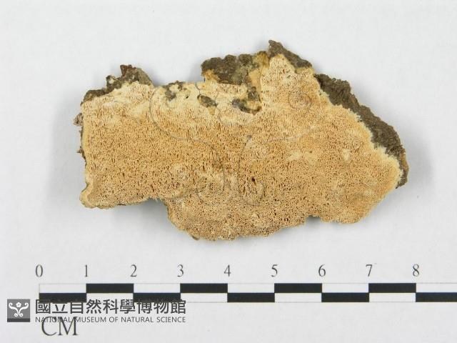 登錄號:F0007276藏品圖，第1張