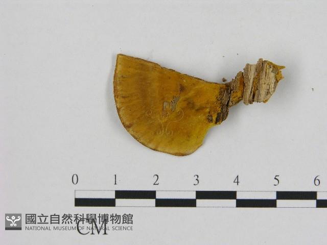 登錄號:F0017276藏品圖，第1張