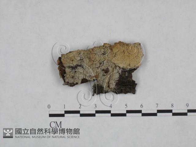 登錄號:F0025276藏品圖，第1張