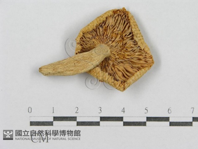登錄號:F0005276藏品圖，第1張
