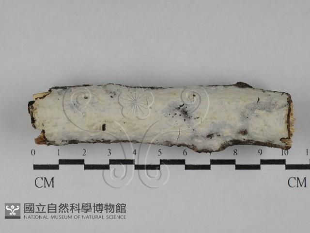 登錄號:F0029276藏品圖，第1張