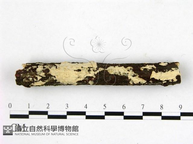 顯絲菌屬藏品圖，第1張