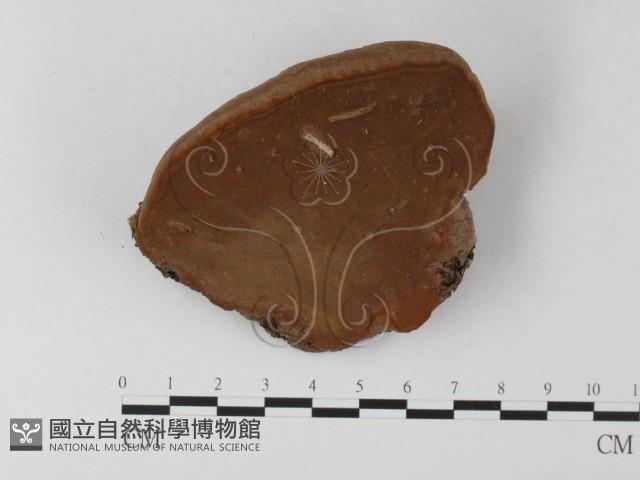 木層孔菌屬藏品圖，第1張