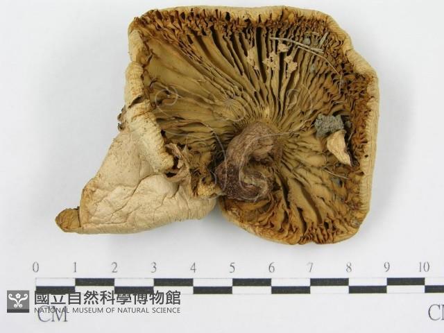 登錄號:F0003276藏品圖，第1張