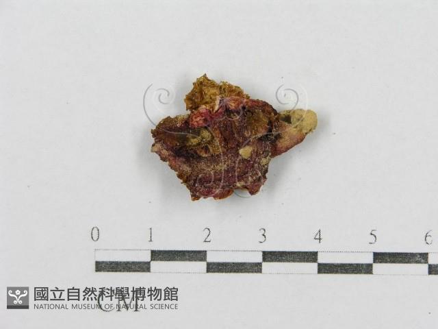 紅菇屬藏品圖，第1張