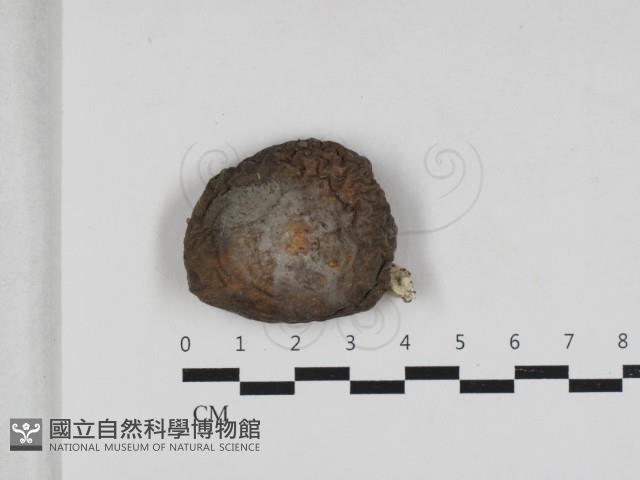 紅菇屬藏品圖，第1張