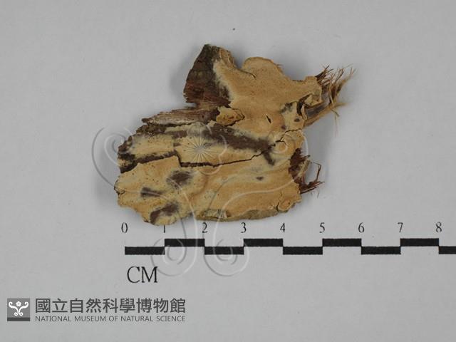 登錄號:F0028876藏品圖，第1張