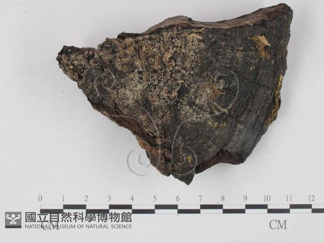登錄號:F0018876藏品圖，第1張